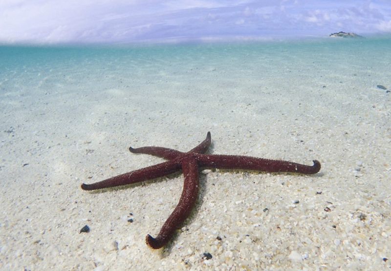 ../Images/YANG,YU-TING Australia Lizard Island (7).jpg